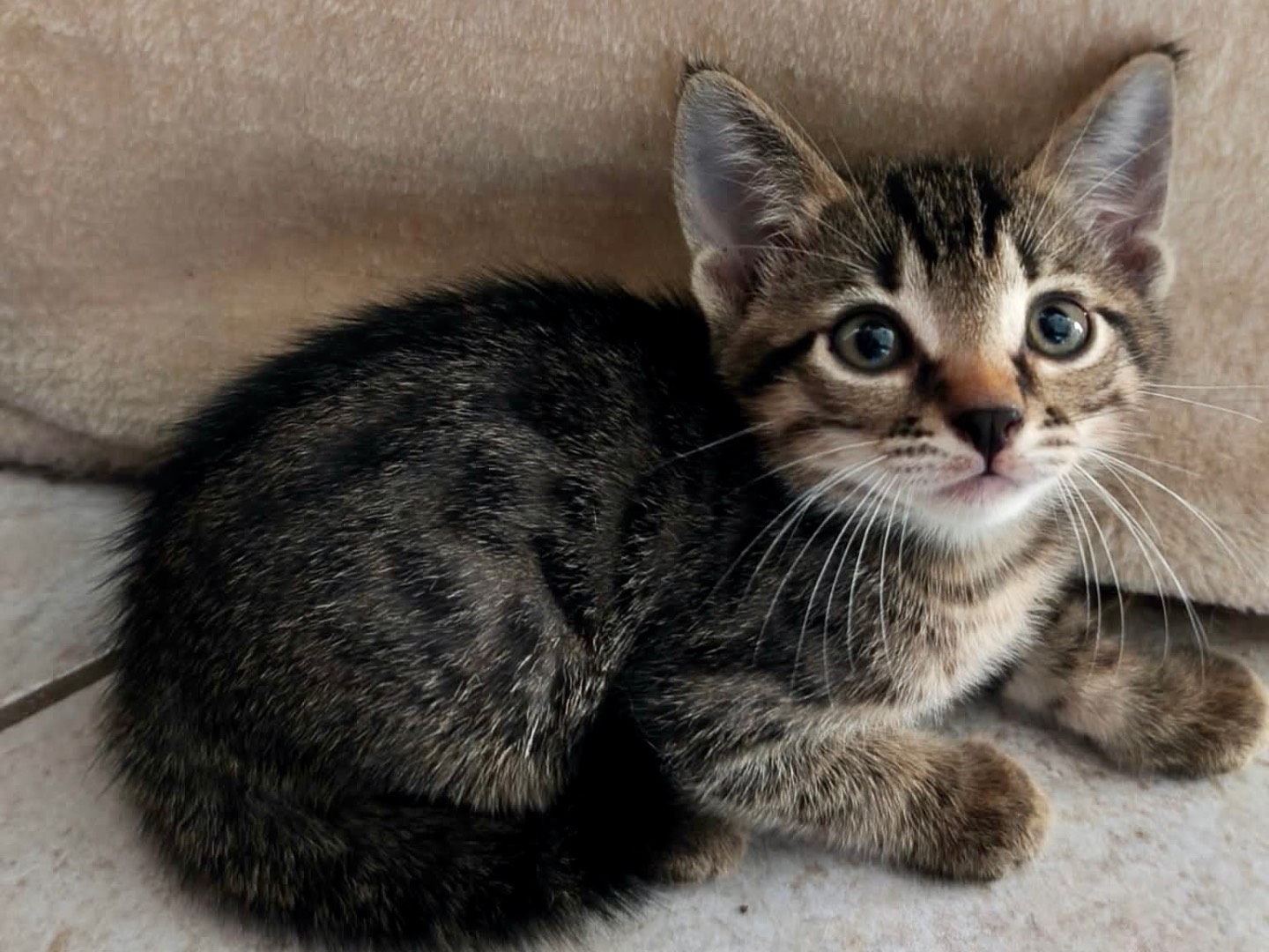 Adozione gatto, maschio, Razza sconosciuta Razza sconosciuta, 2 mesi, taglia non valida, Latina