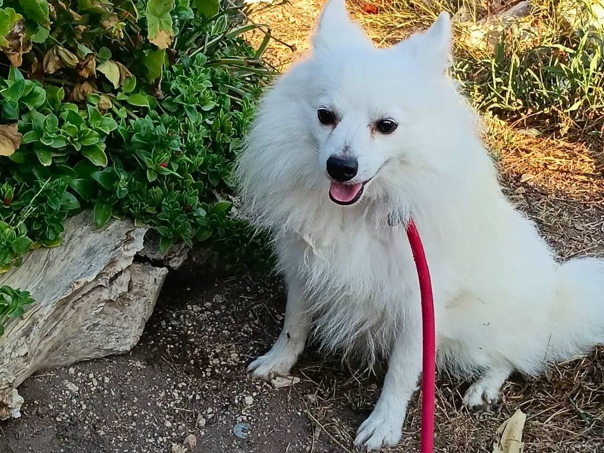 Vuoi adottare un cane a Bari?