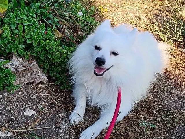 Adotta il cane Fiocco  a Bari