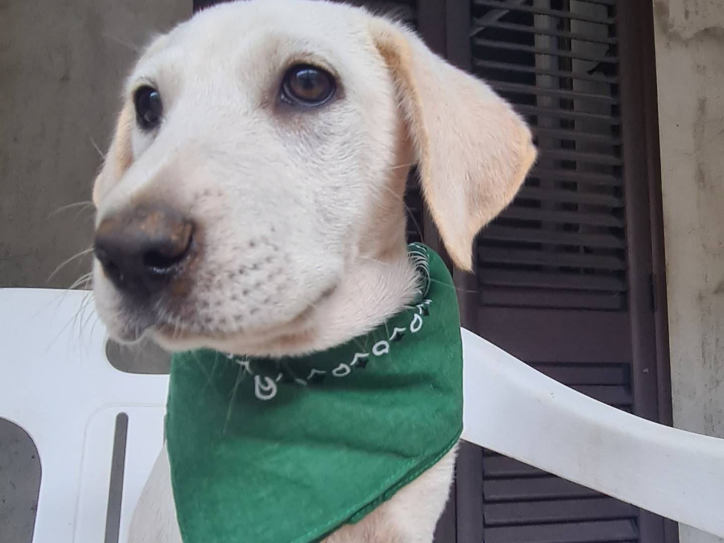 Adozione cane, femmina, Razza sconosciuta Razza sconosciuta, 3 mesi, taglia media, Lodi