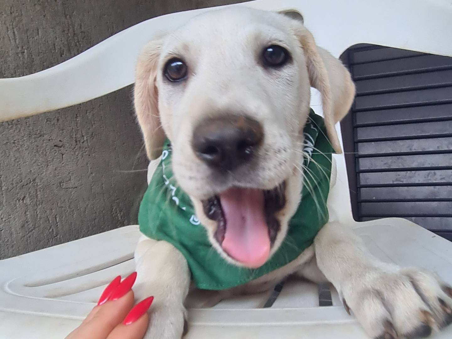 Adotta un cane, femmina, 3 mesi, Lodi