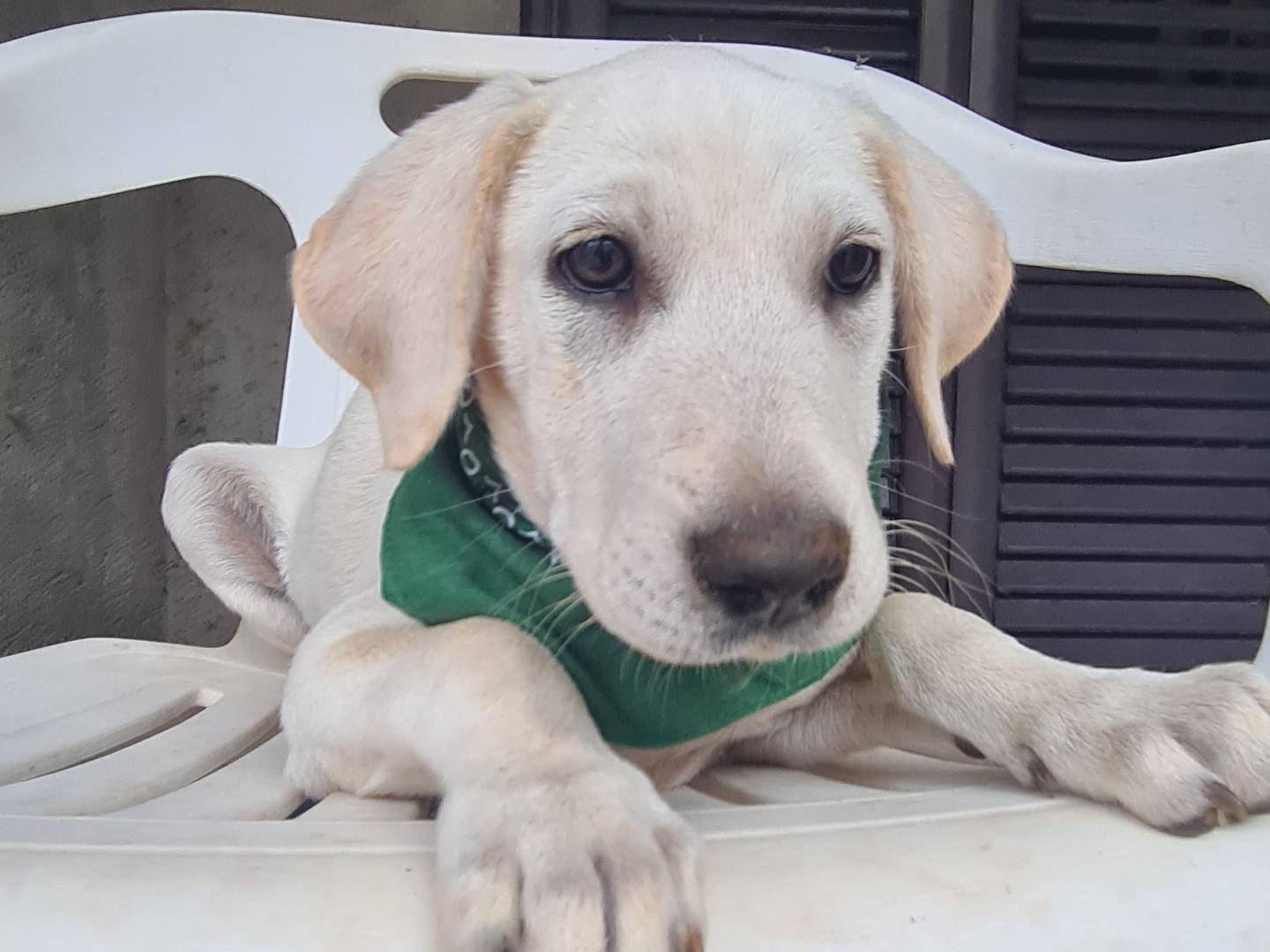 Adotta un cane, taglia media, femmina, Lodi