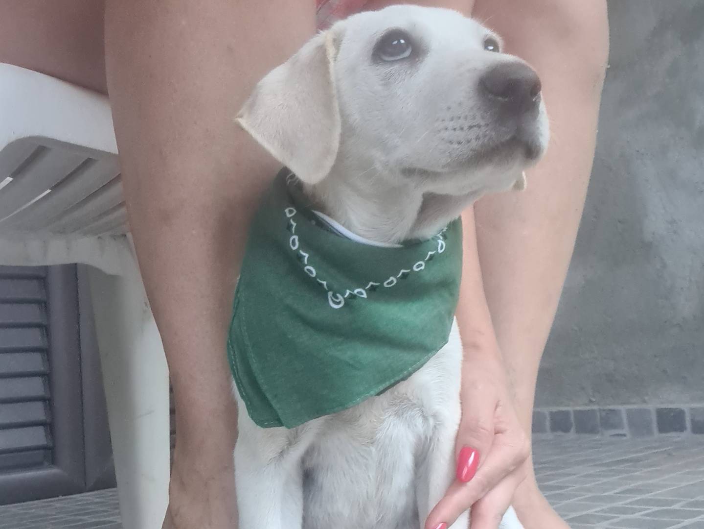 Adotta il cane Seta a Lodi