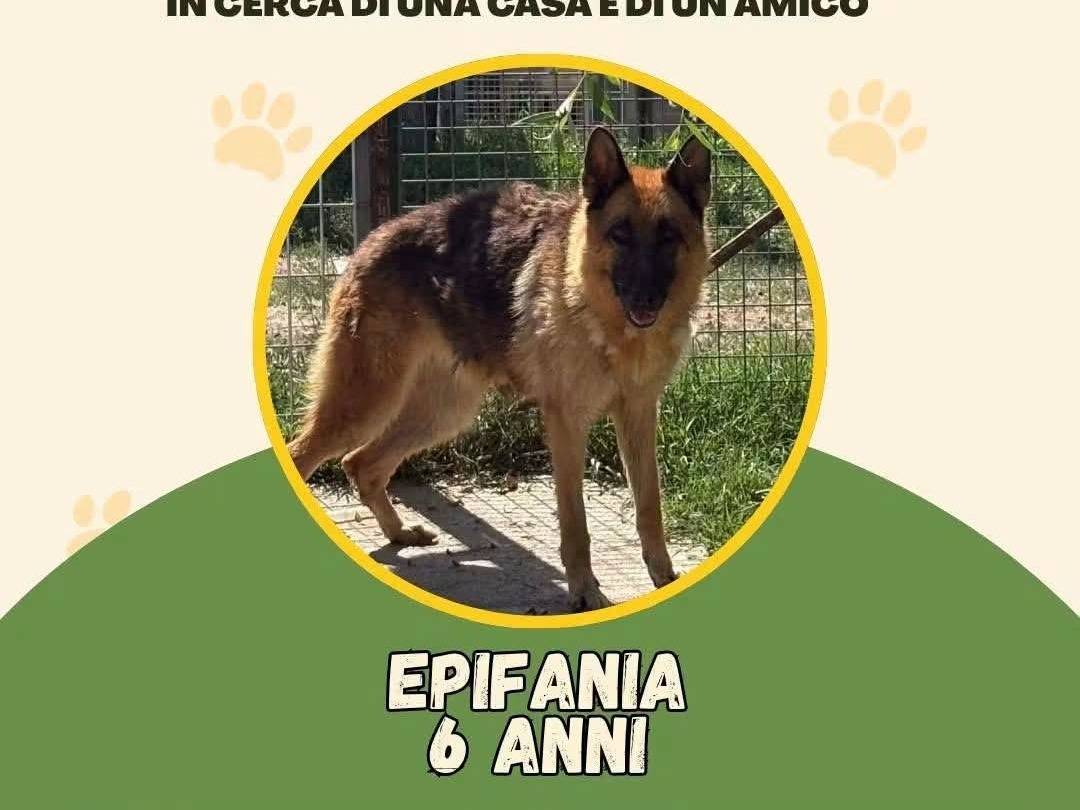 Foto 1 dell'animale