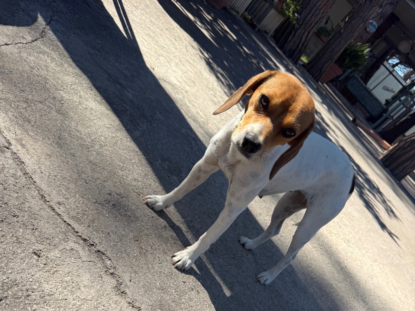Adozione cane, femmina, Razza sconosciuta Razza sconosciuta, 1 anno e 1 mese, taglia piccola, Latina