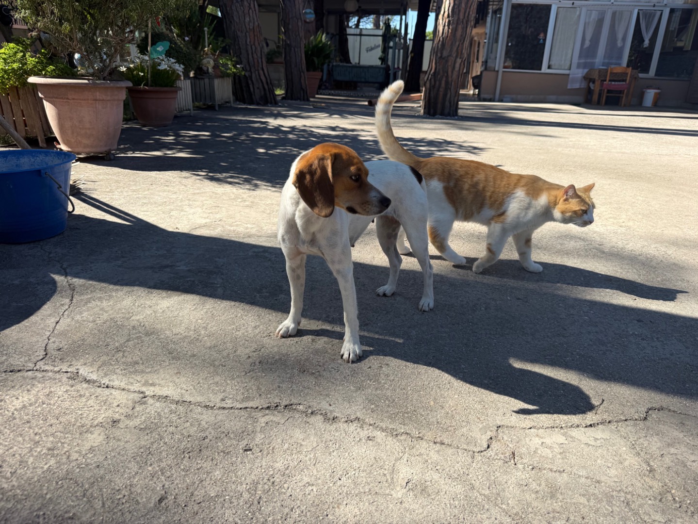 Adotta un cane, femmina, 1 anno e 1 mese, Latina