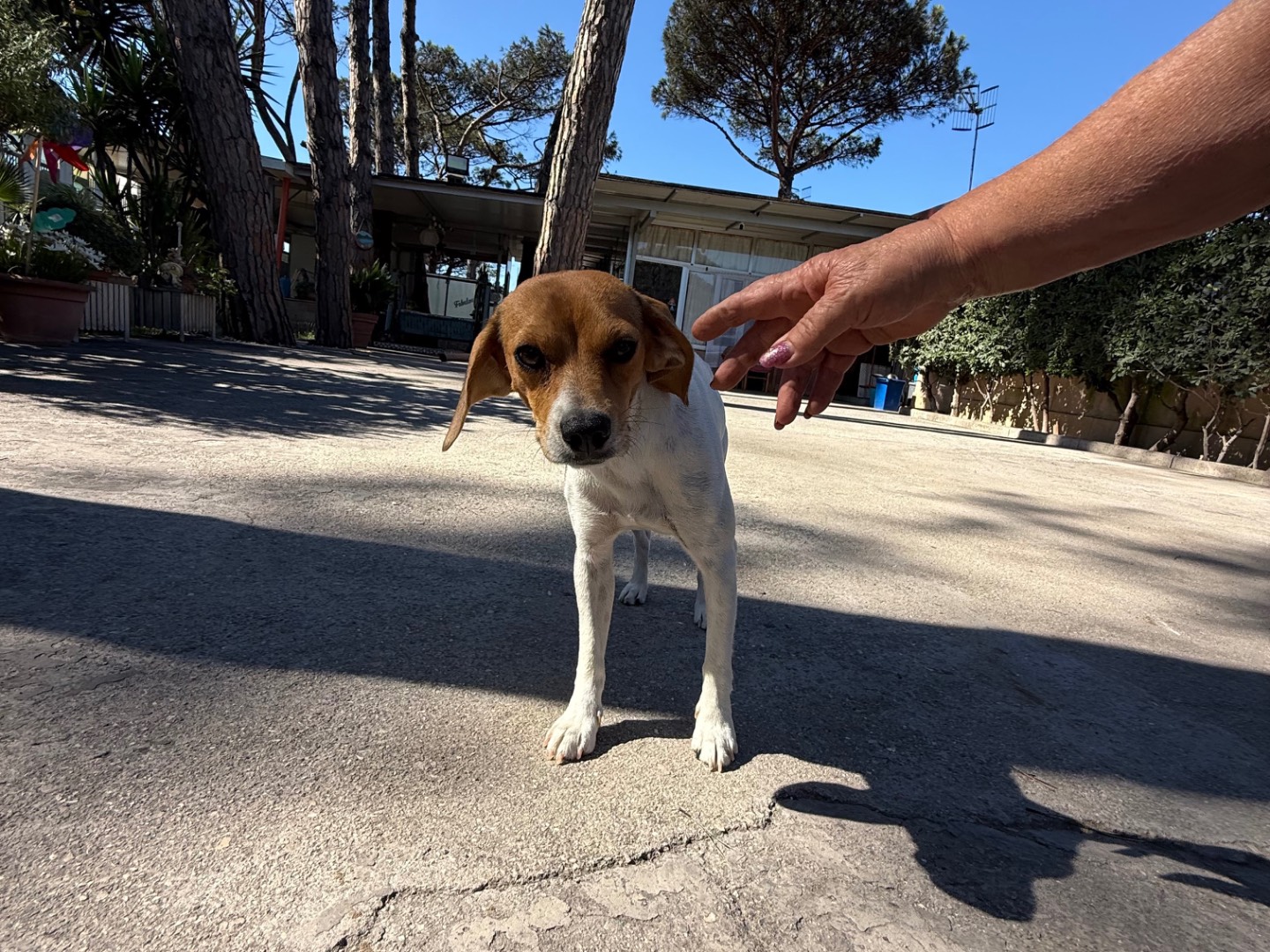 Adotta un cane, taglia piccola, femmina, Latina