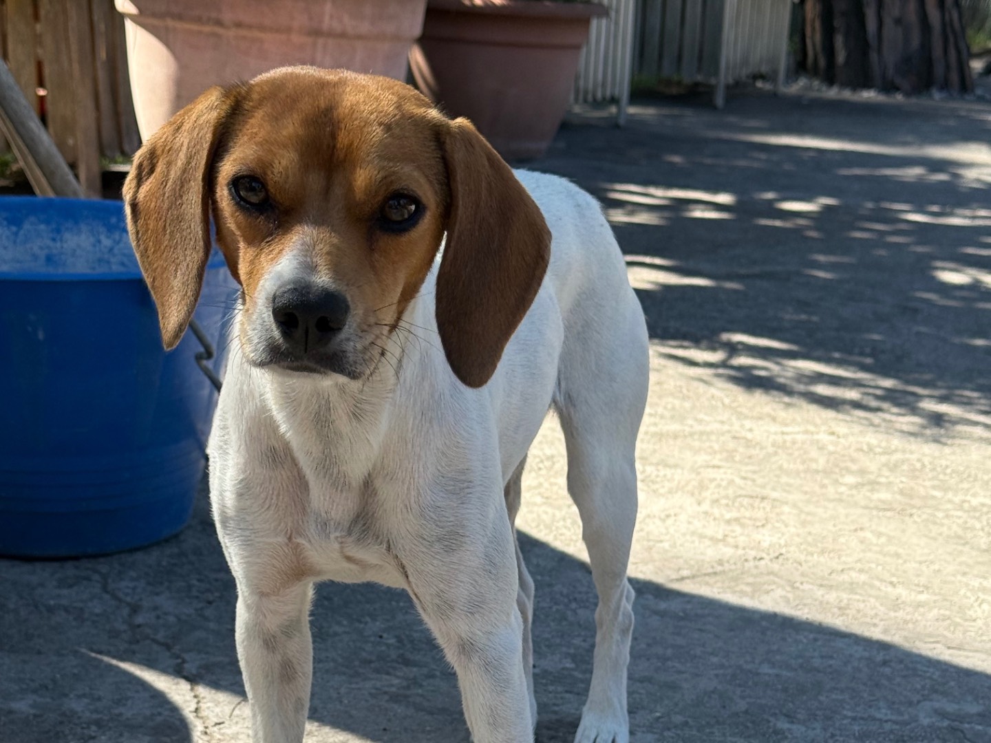 Vuoi adottare un cane a Latina?