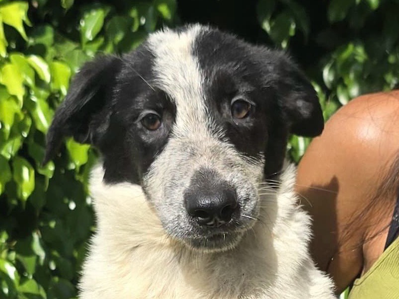 Vuoi adottare un cane a Crotone?