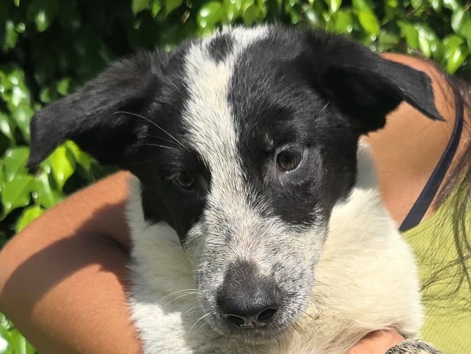 Adotta il cane Giulia  a Crotone