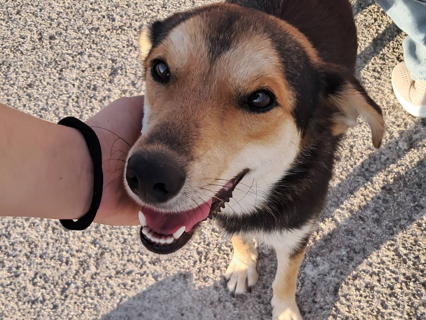 Adozione cane, femmina, Razza sconosciuta Razza sconosciuta, 1 anno e 1 mese, taglia media contenuta, Agrigento