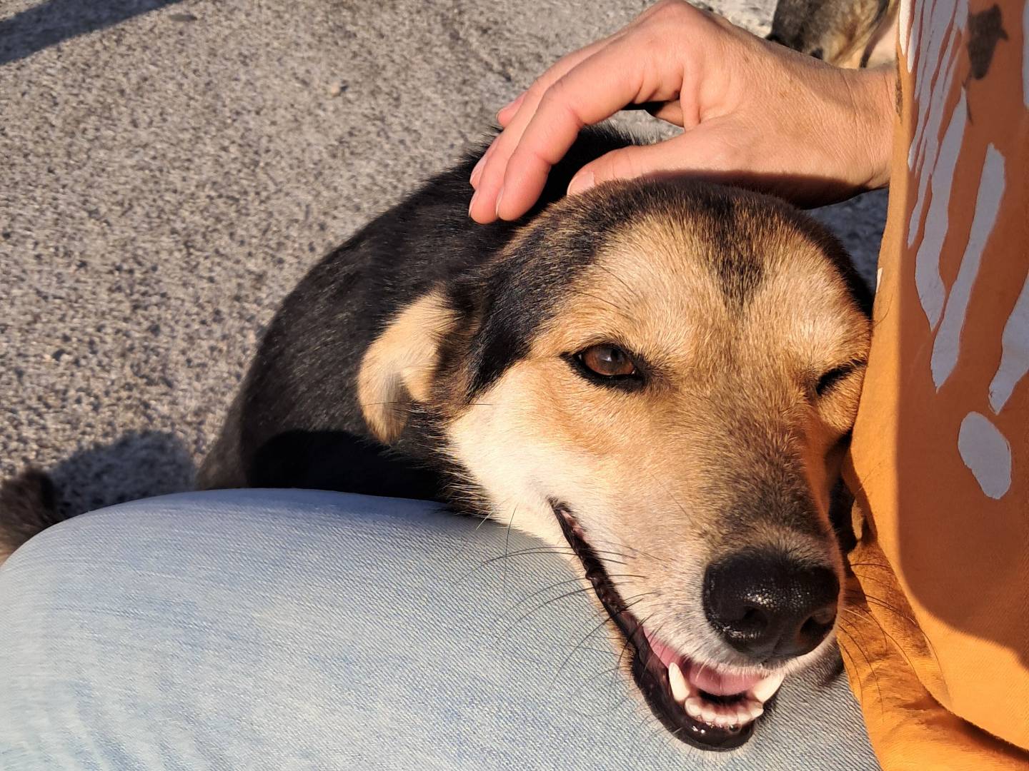 Adotta un cane, femmina, 1 anno e 1 mese, Agrigento