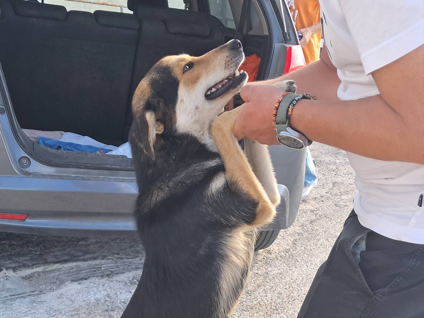 Adotta un cane, taglia media contenuta, femmina, Agrigento