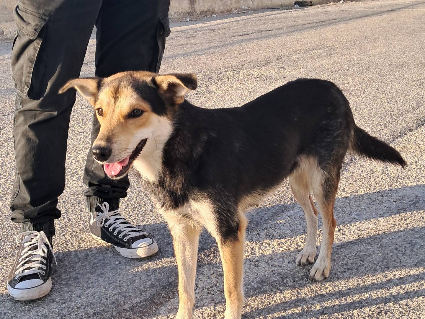 Vuoi adottare un cane a Agrigento?