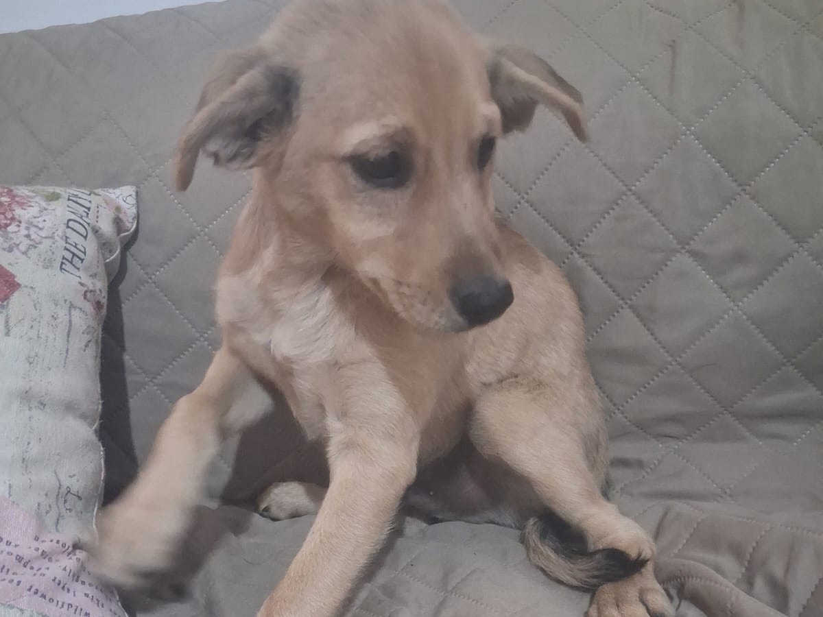 Adozione cane, maschio, Volpino di Pomerania Razza sconosciuta, 3 mesi, taglia media contenuta, Venezia