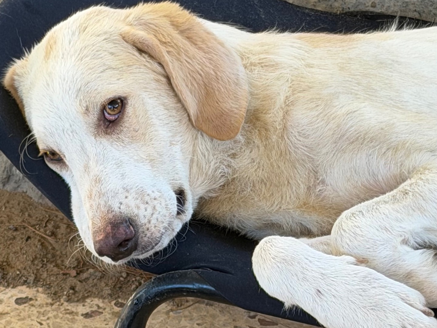 Adozione cane, maschio, Razza sconosciuta Razza sconosciuta, 1 anno e 6 mesi, taglia media, Enna