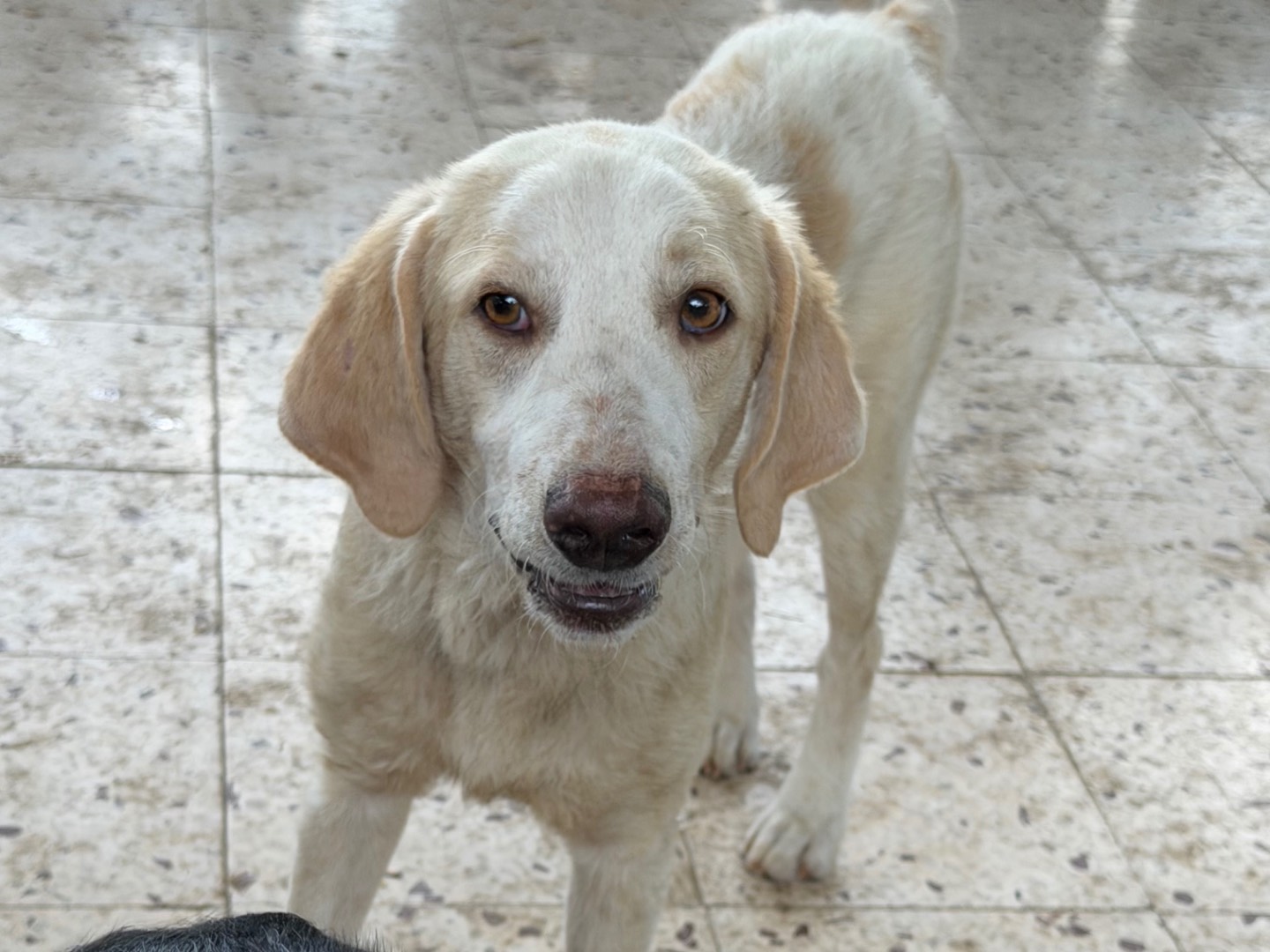Adotta un cane, maschio, 1 anno e 6 mesi, Enna