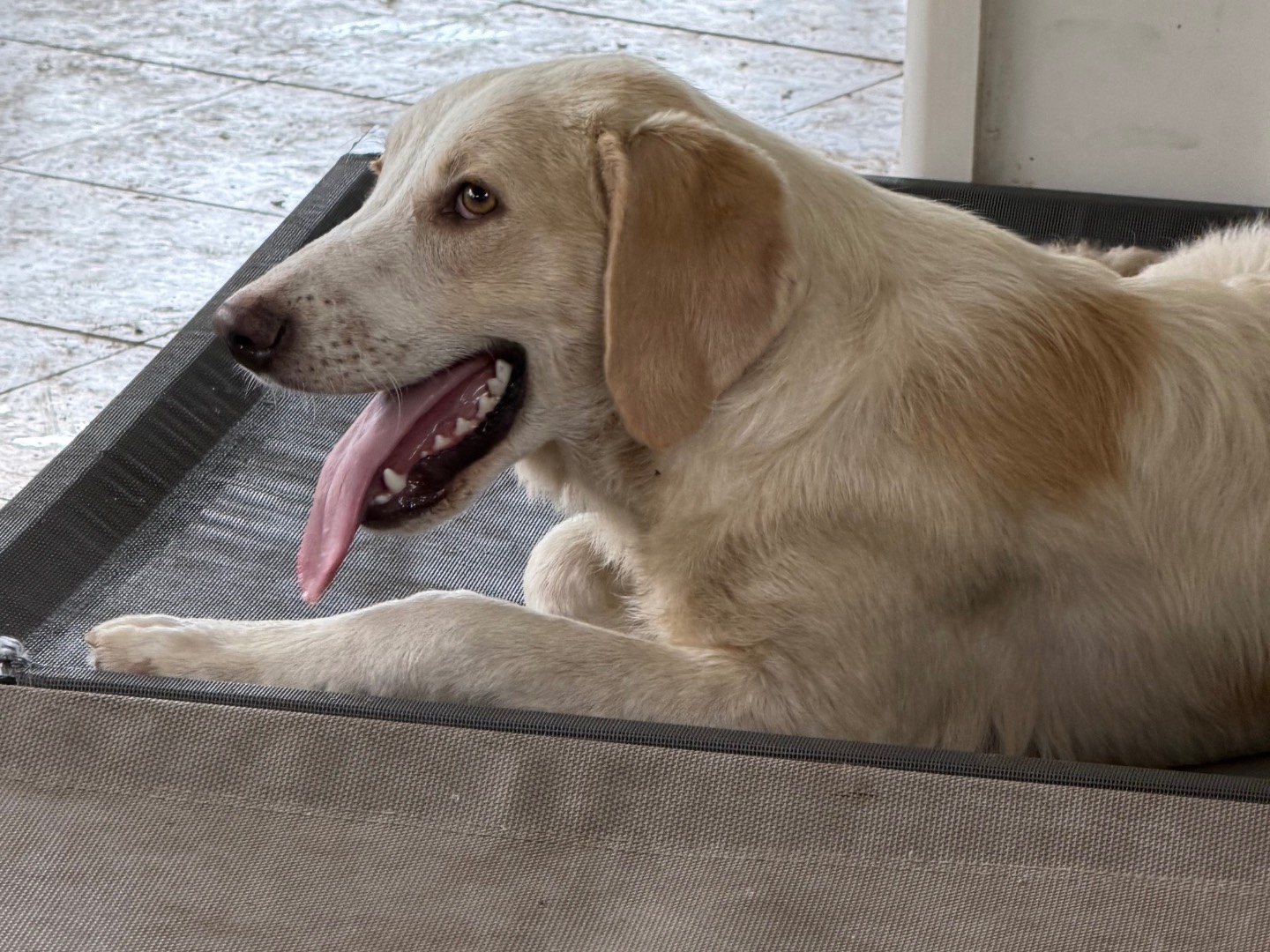 Adotta un cane, taglia media, maschio, Enna