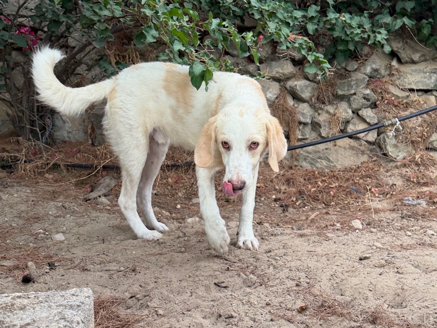 Adotta il cane Daniel a Enna