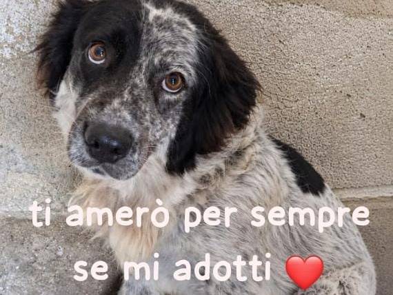 Adozione cane, femmina, Razza sconosciuta Razza sconosciuta, 3 anni e 1 mese, taglia media, Biella