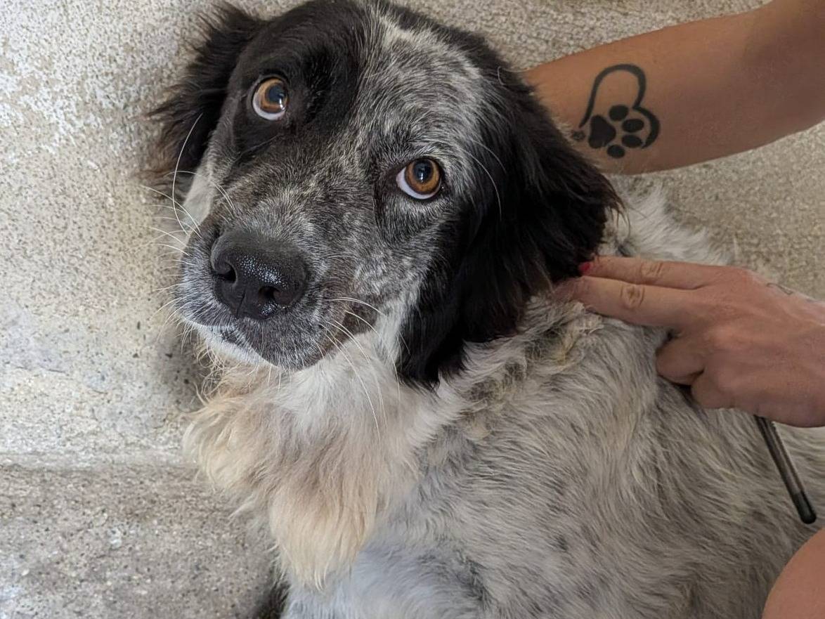 Adotta un cane, femmina, 3 anni e 1 mese, Biella
