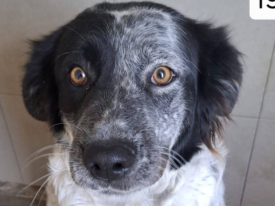 Adotta un cane, taglia media, femmina, Biella