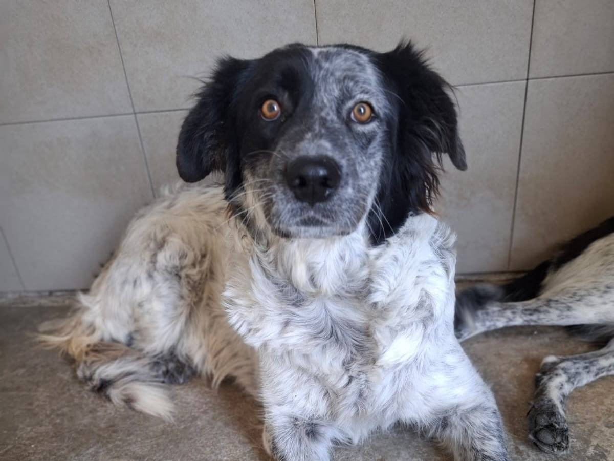 Vuoi adottare un cane a Biella?