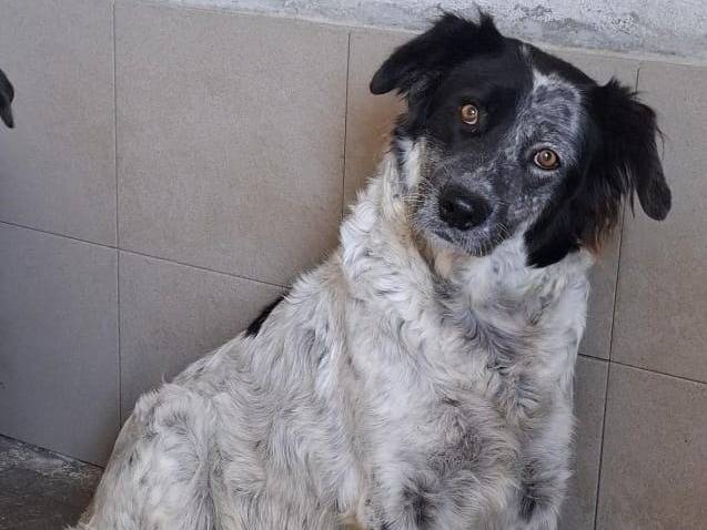 Adotta il cane Albicocca a Biella