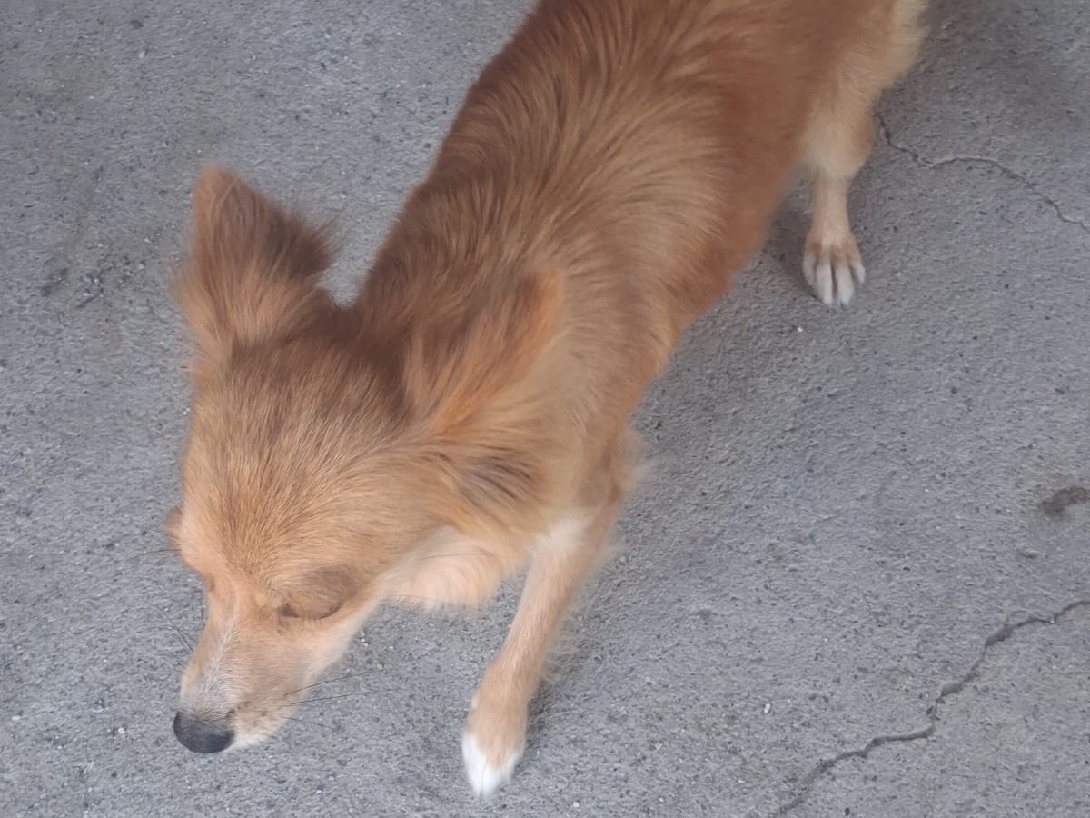 Adotta un cane, maschio, 3 mesi, Venezia