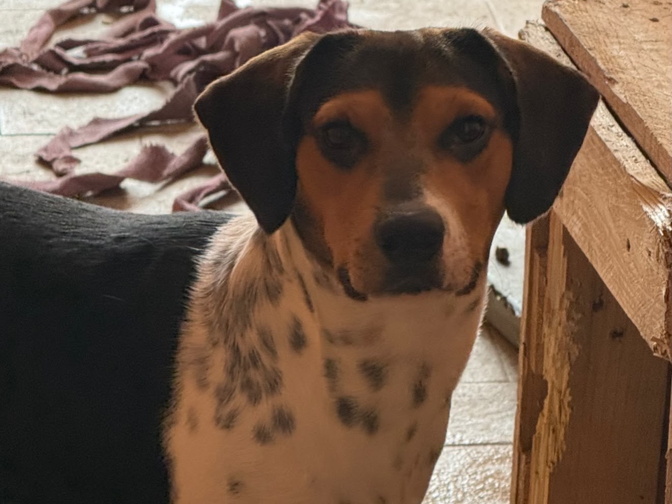 Adotta un cane, maschio, 2 anni e 1 mese, Siracusa