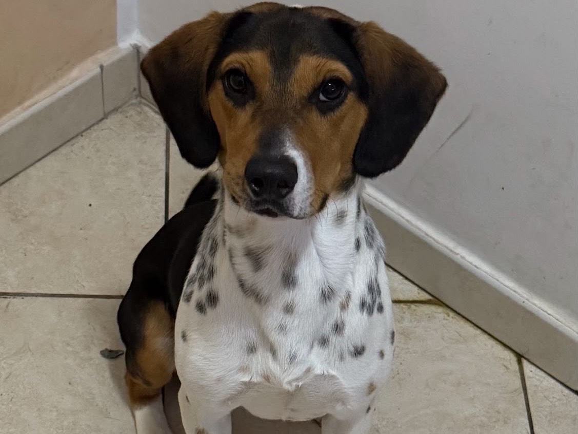 Adozione cane, maschio, Beagle  Razza sconosciuta, 2 anni e 1 mese, taglia piccola, Siracusa