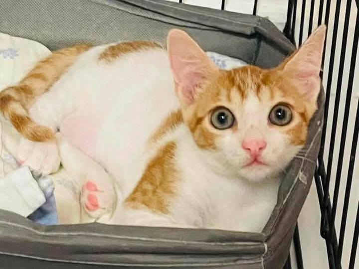 Adozione gatto, maschio, Razza sconosciuta Razza sconosciuta, 3 mesi, taglia non valida, Barletta