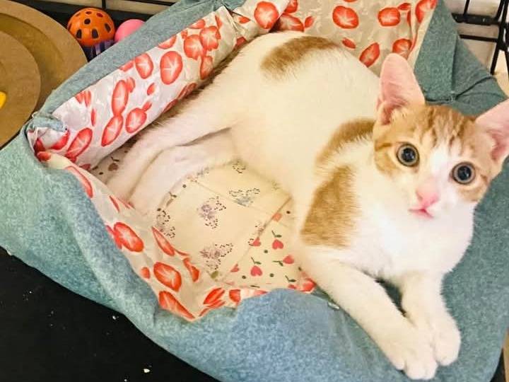 Adotta un gatto, maschio, 3 mesi, Barletta
