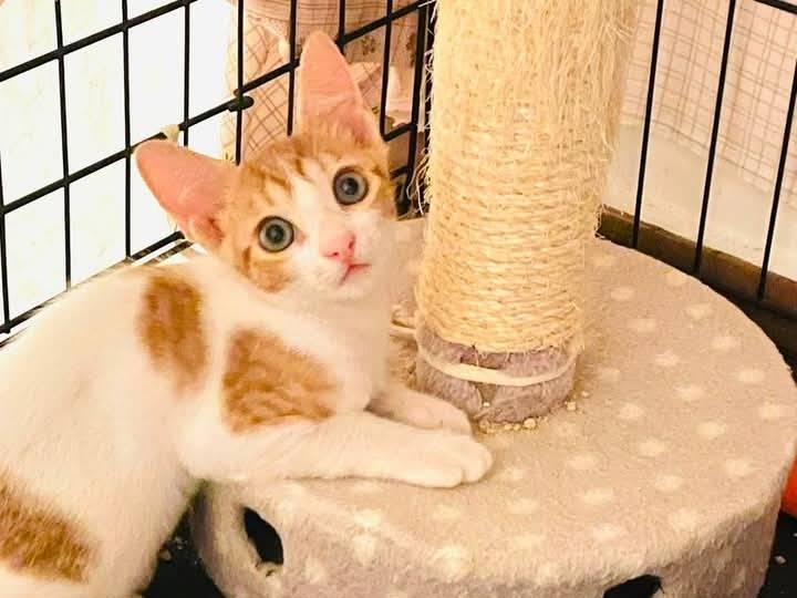 Adotta un gatto, taglia non valida, maschio, Barletta