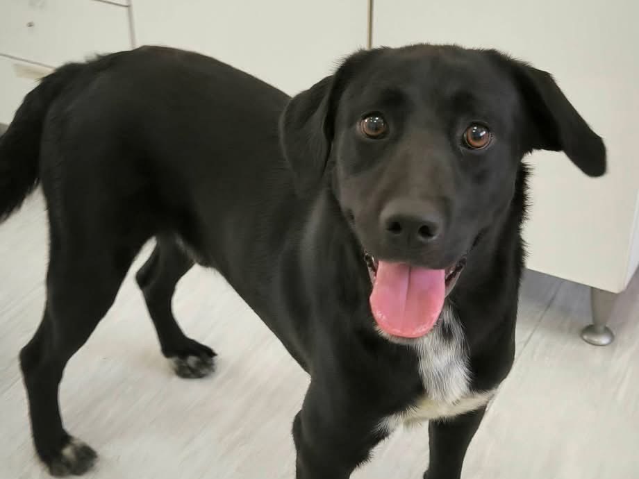 Adotta un cane, maschio, 3 anni, Cosenza