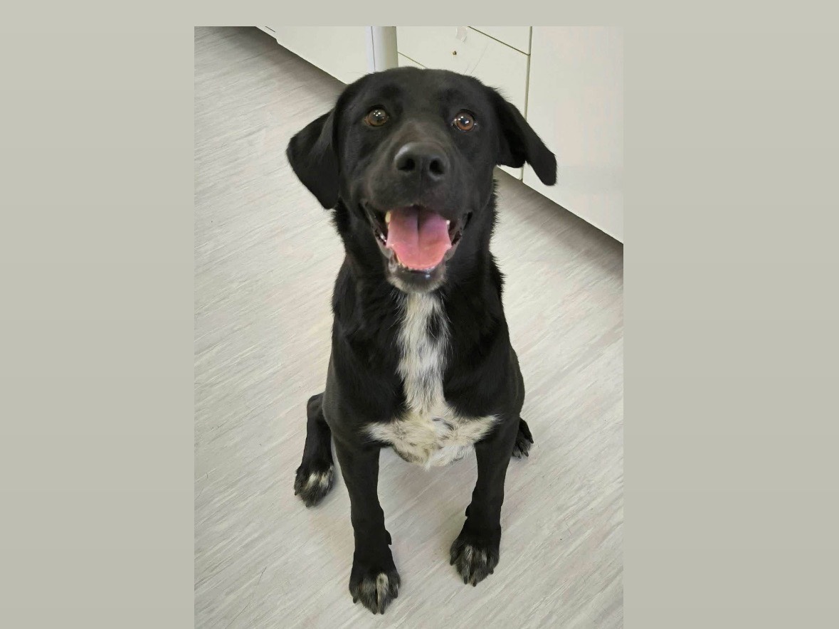 Adozione cane, maschio, Razza sconosciuta Razza sconosciuta, 3 anni, taglia media, Cosenza