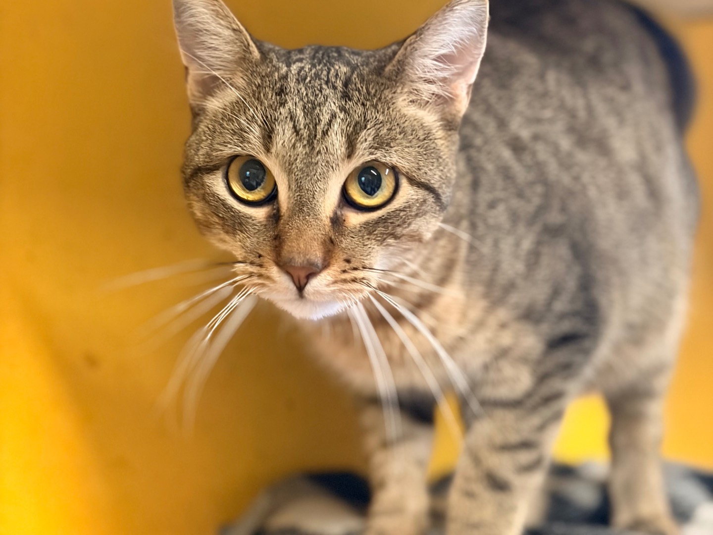 Adozione gatto, maschio, Razza sconosciuta Razza sconosciuta, 1 anno e 8 mesi, taglia non valida, Asti