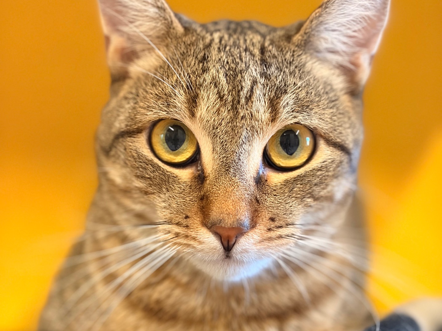 Adotta un gatto, maschio, 1 anno e 8 mesi, Asti
