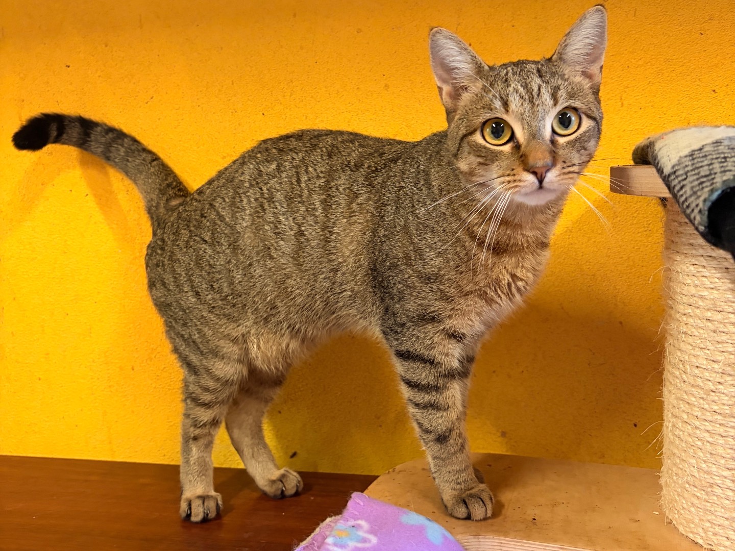 Adotta un gatto, taglia non valida, maschio, Asti
