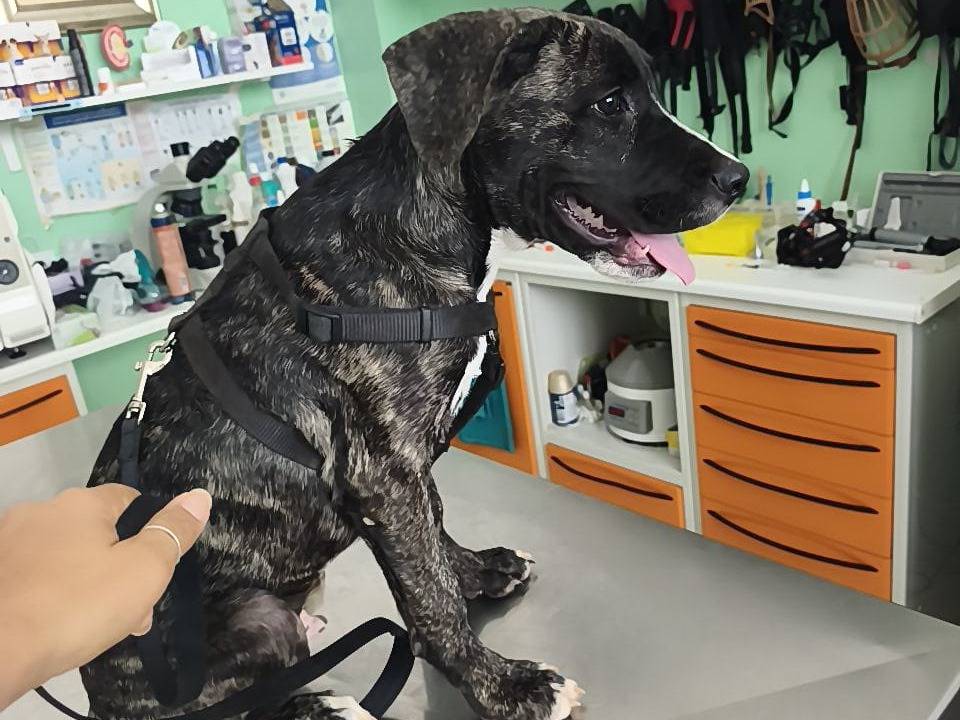 Adotta un cane, taglia grande, maschio, Cosenza