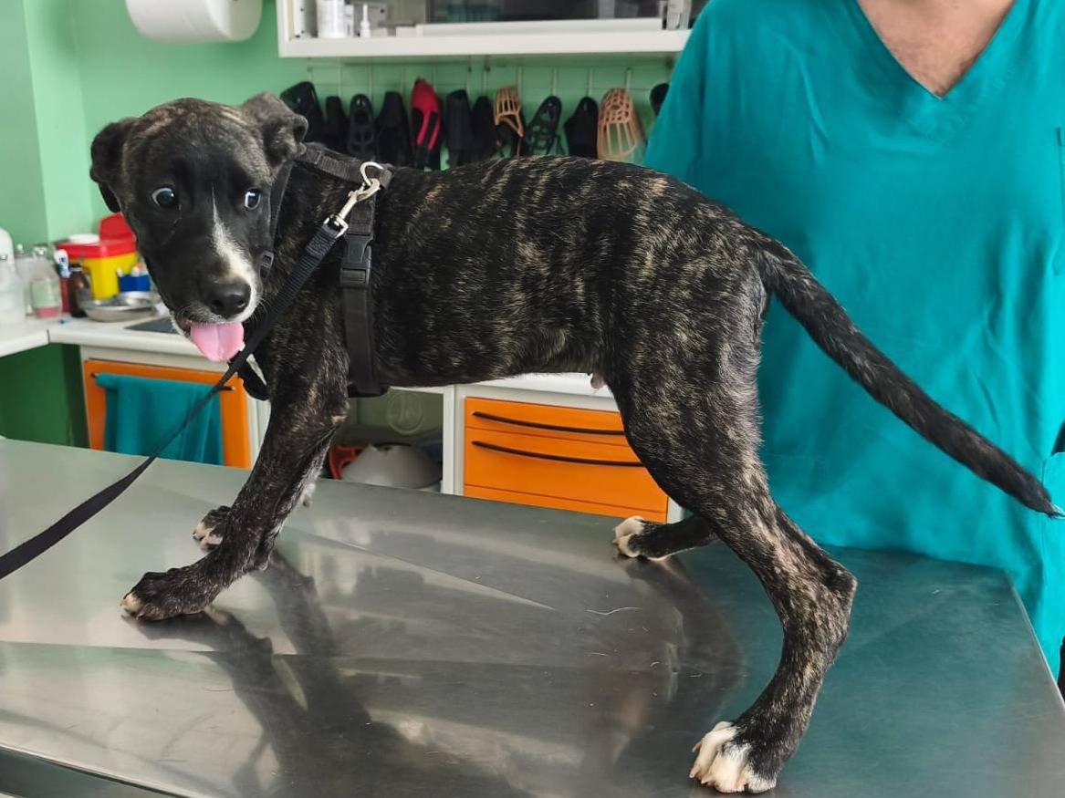 Vuoi adottare un cane a Cosenza?