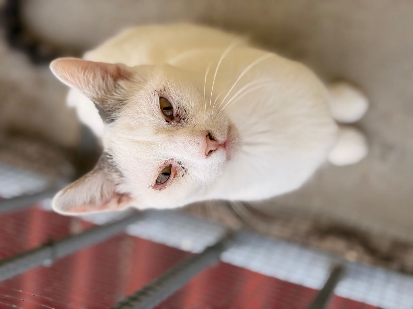 Adozione gatto, maschio, Razza sconosciuta Razza sconosciuta, 1 anno e 2 mesi, taglia non valida, Asti