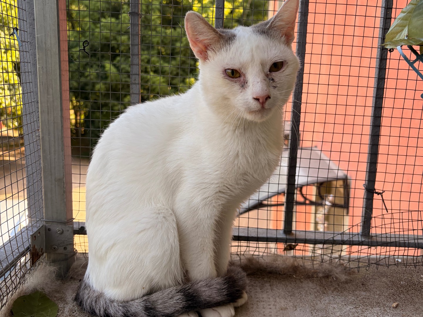 Vuoi adottare un gatto a Asti?
