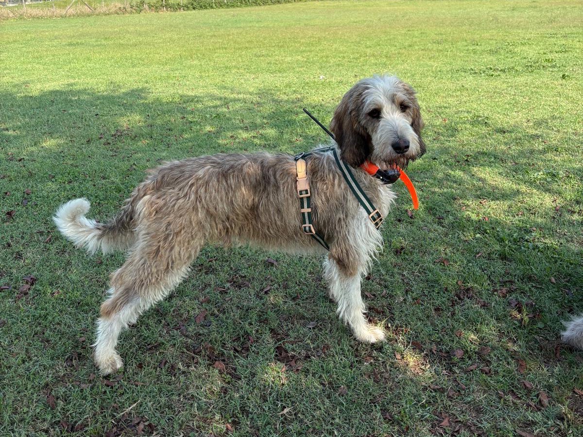 Adozione cane, maschio, Razza sconosciuta Razza sconosciuta, 2 anni e 2 mesi, taglia media, Torino