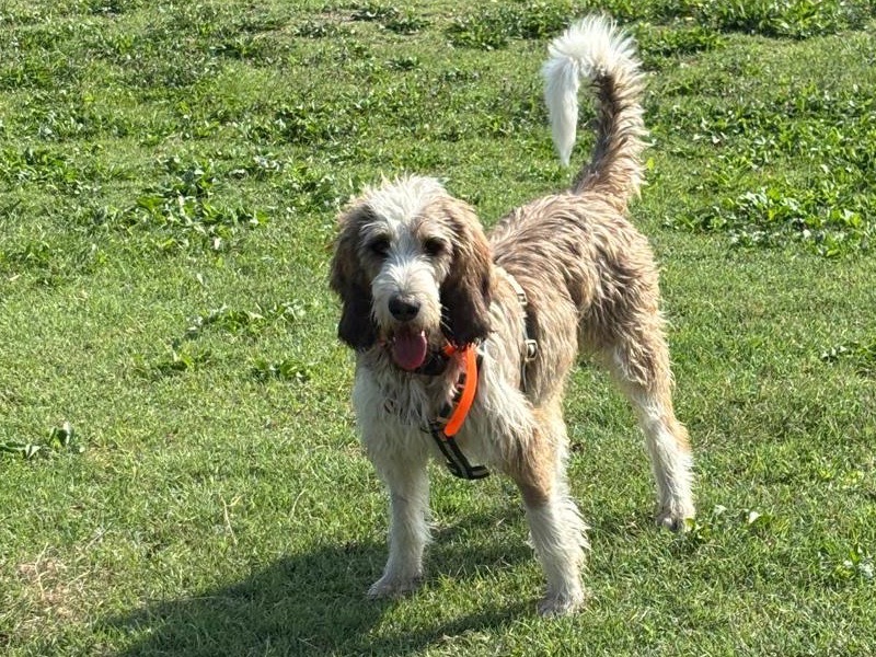 Adotta un cane, maschio, 2 anni e 2 mesi, Torino