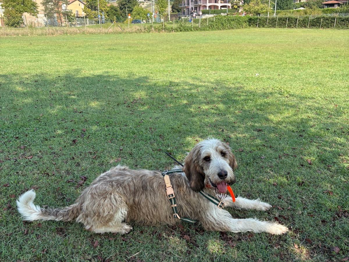 Adotta un cane, taglia media, maschio, Torino