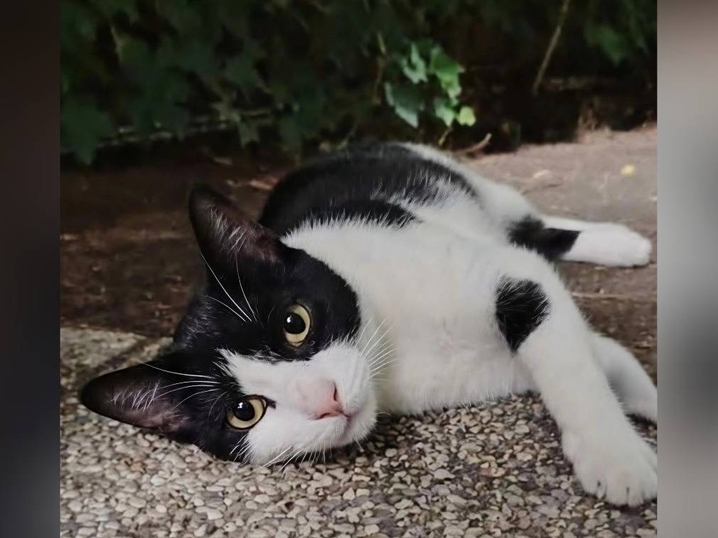 Adozione gatto, maschio, Razza sconosciuta Razza sconosciuta, 1 anno e 10 mesi, taglia non valida, Potenza