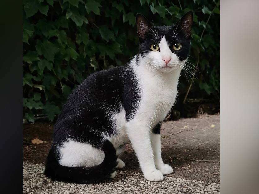 Adotta un gatto, maschio, 1 anno e 10 mesi, Potenza