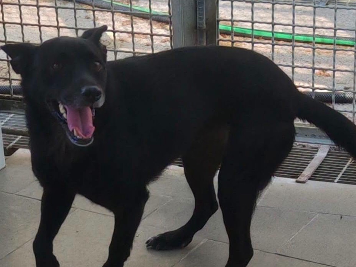 Adotta un cane, femmina, 5 anni e 1 mese, Caserta
