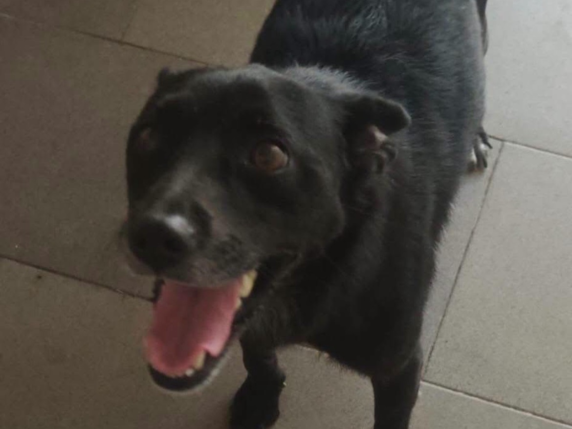 Vuoi adottare un cane a Caserta?